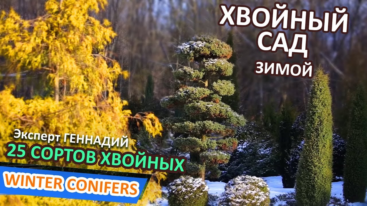 ОБЗОР ЛУЧШИХ  25 ХВОЙНЫХ РАСТЕНИЙ | Стрижка туи| @LORD_OF_GARDEN_BELARUS | стрижка туи МИНСК