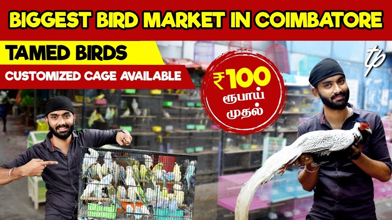 100ரூபாய் முதல் 🤩 | Biggest Bird Market in Coimbatore | TAMED BIRDS | Ticket Pocket