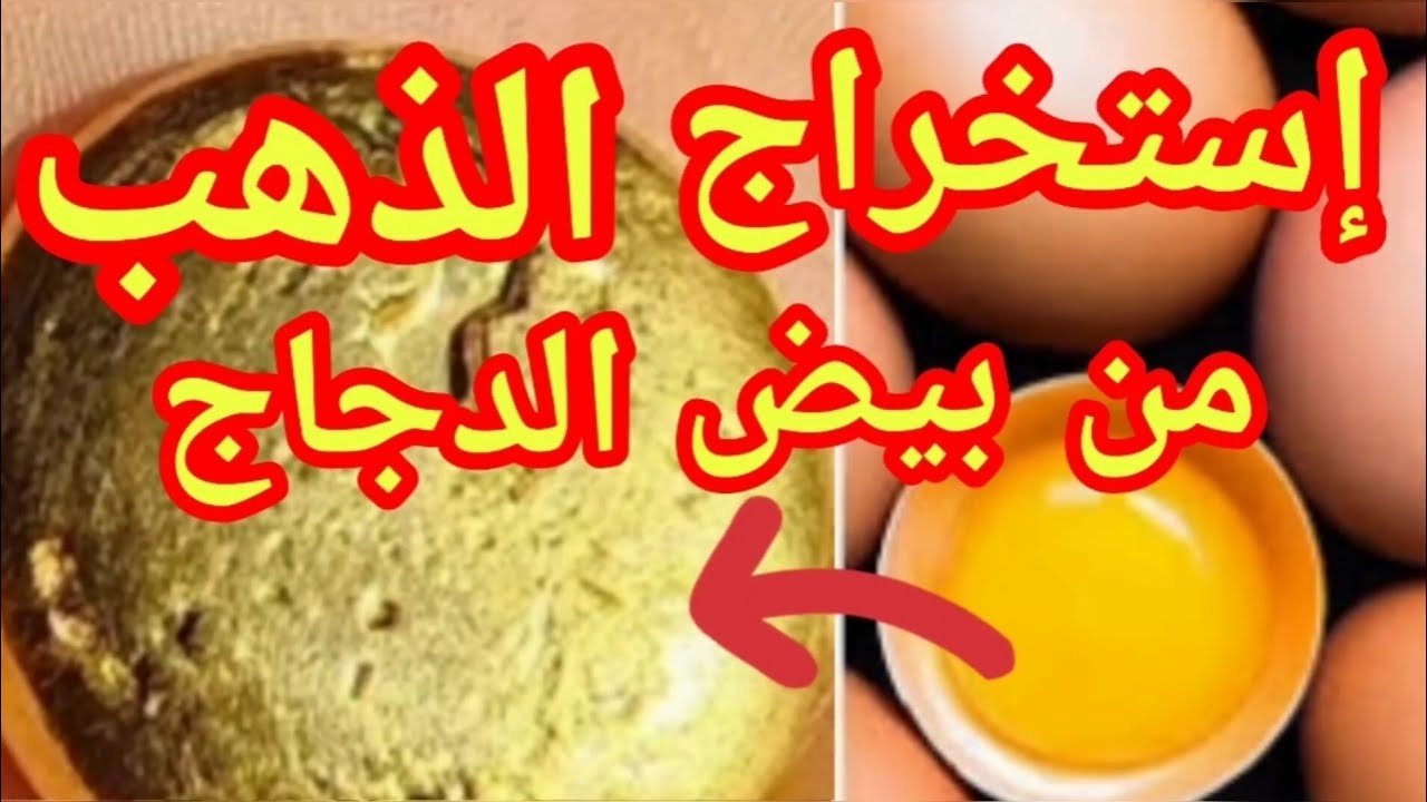 إستخراج الذهب من بيض الدجاج،أحد أسرار اليهود القديمة Extracting Gold from Chicken Eggs