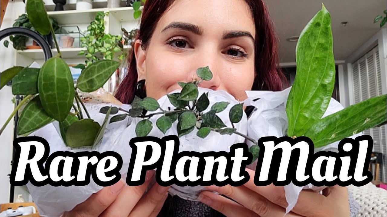 RARE HOYA & PHILODENDRON!! Plant Mail! 🌿 I won these in an auction on IG from the worst shop ever!!