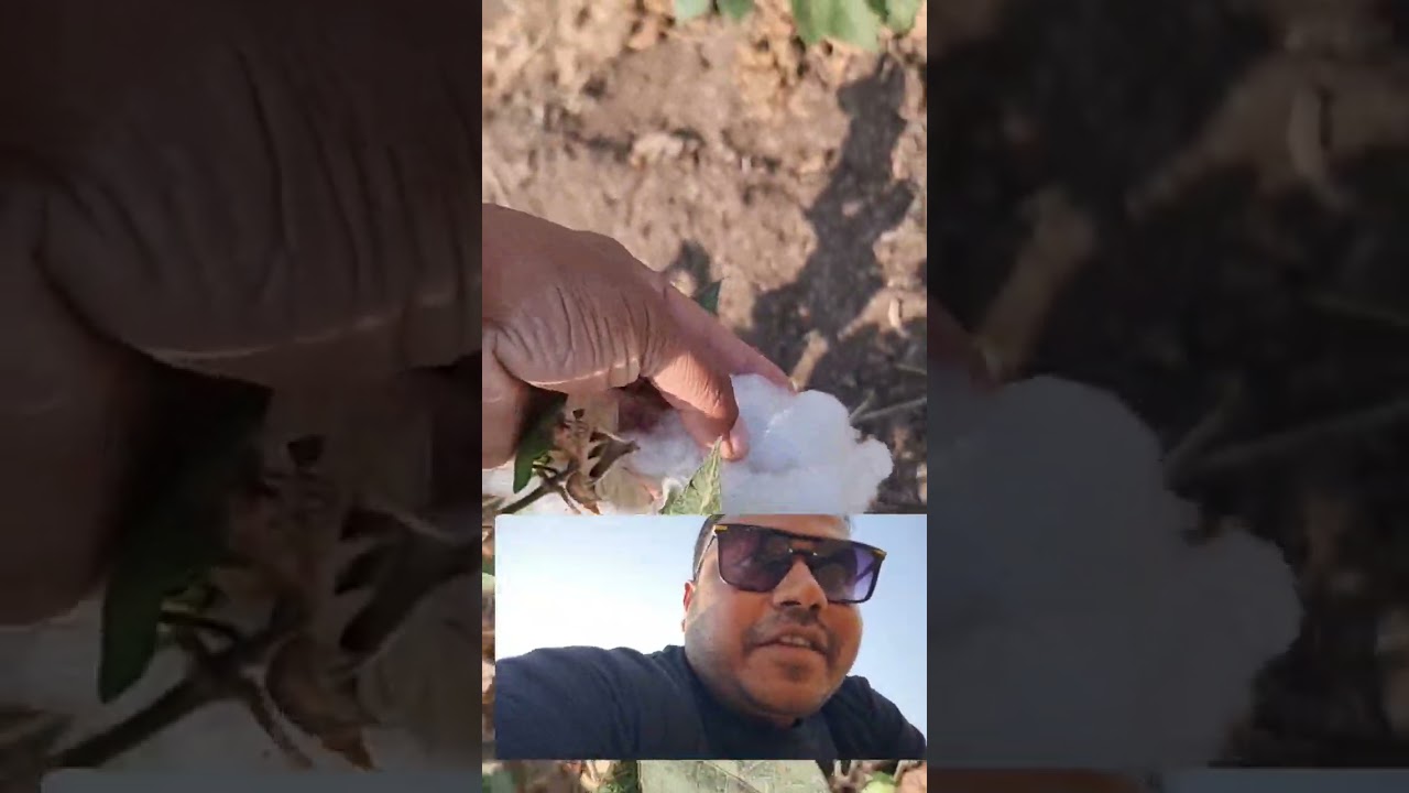 Indian village | Cotton Farming | Maharashtra  farming | Dondaicha Maharashtra #farming #villagelife