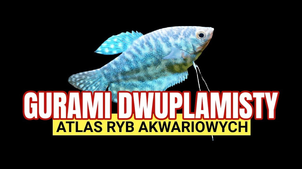 Trichopodus trichopterus &ndash; Забытая легенда Польской Народной Республики