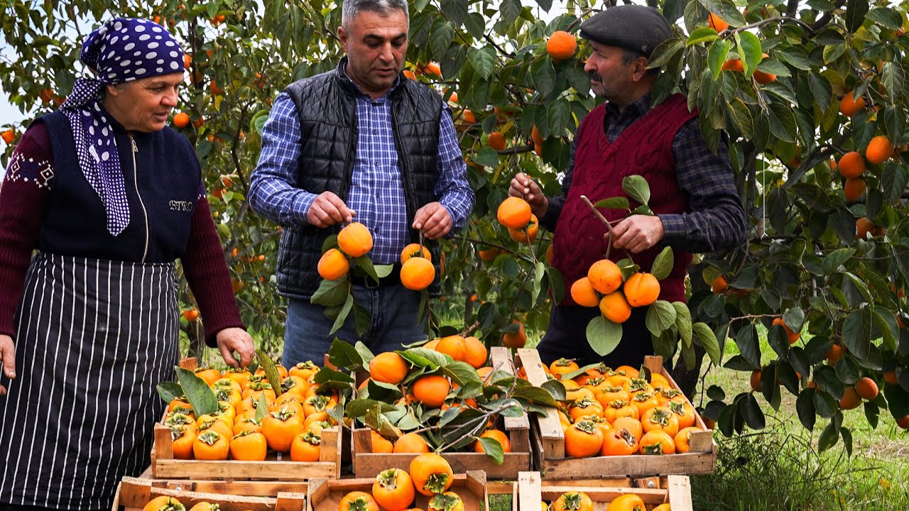 🍂 Сушка Свежей Красной Хурмы 🍊🌾