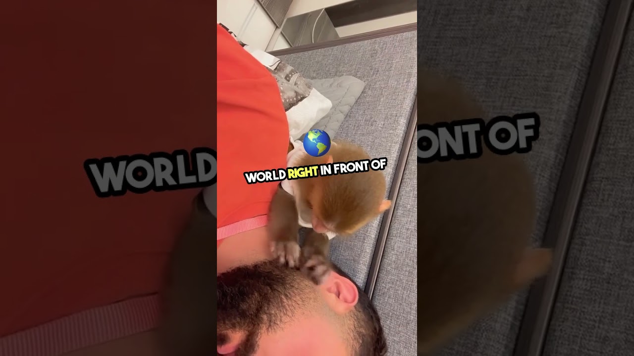 Monkey's Tender Touch  Adorable Bonding Moment