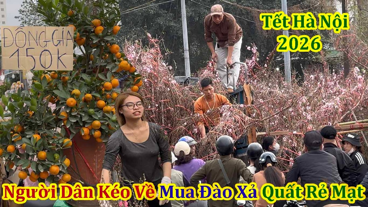 Xuân Bính Ngọ 2026 Người Dân Sung Sướng Kéo Về Mua Đào Xả Quất Đồng Giá Ngập Chợ Hoa Xuân Hoàng Mai