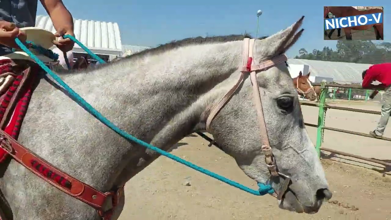 CABALLOS,POTROS DE MONTA Y DE ALTA ESCUELA DE LAS PLAZAS GANADERAS.