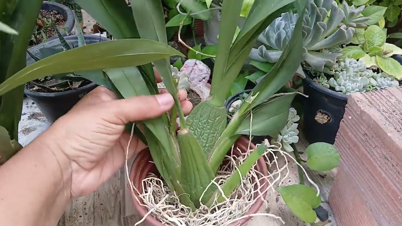 🔴  ORQUIDEAS DA XEPA...Muito Barato, VEJA ❗️❗️❗️
