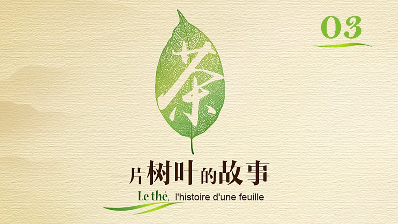 Le thé, l’histoire d’une feuille Episode 3