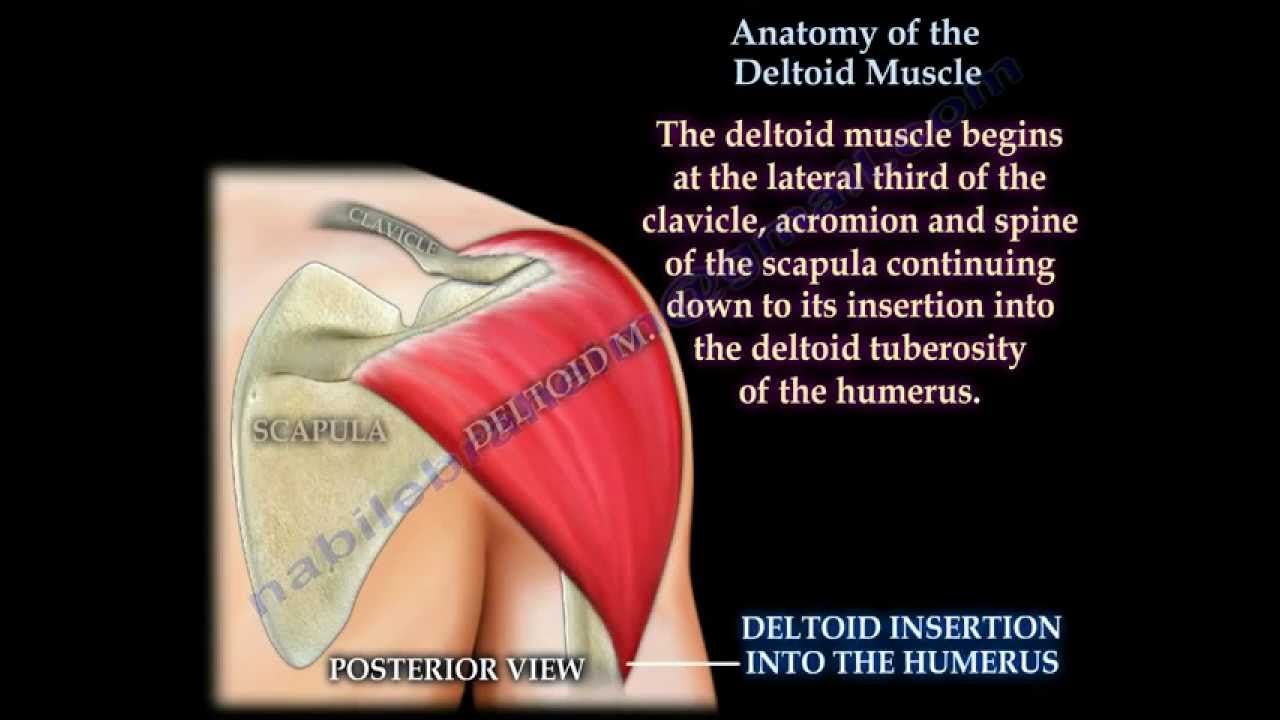 Anatomy Of The Deltoid Muscle - Everything You Need To Know - Dr. Nabil Ebraheim