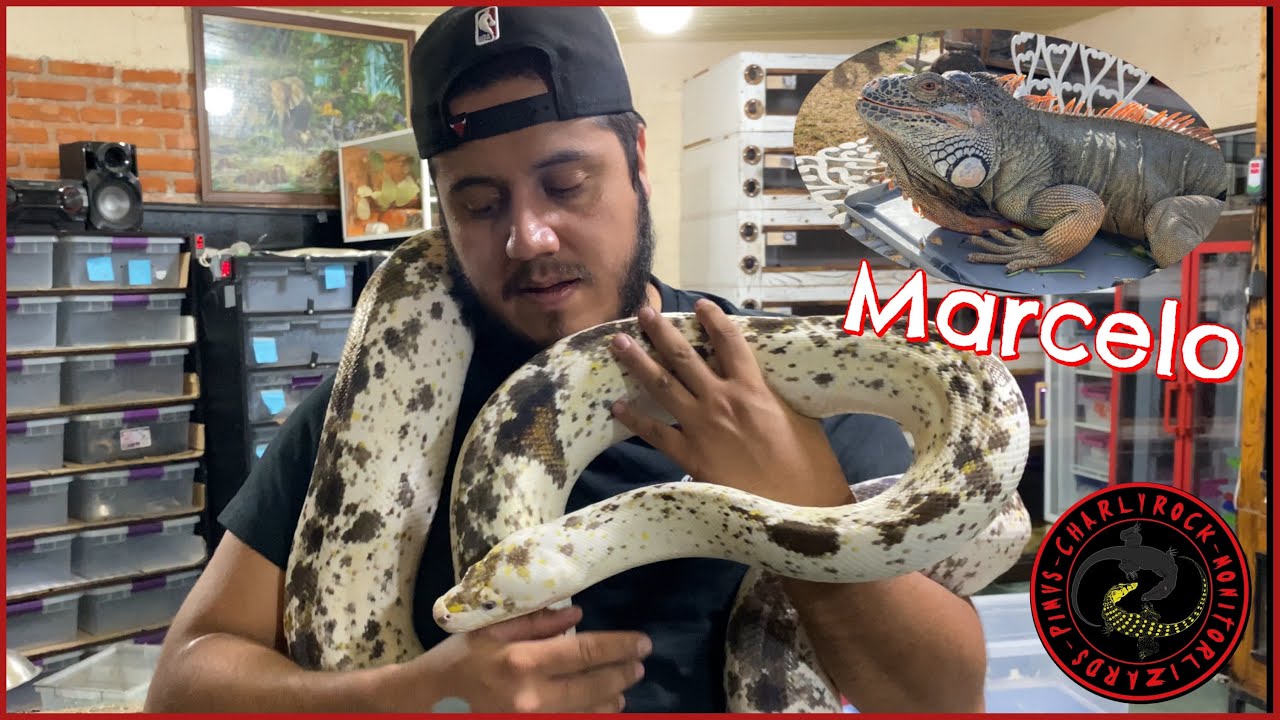 LAS PITONES MÁS HERMOSAS Y CARAS DEL MUNDO (RETICS KRAKEN) PRIMERA PARTE