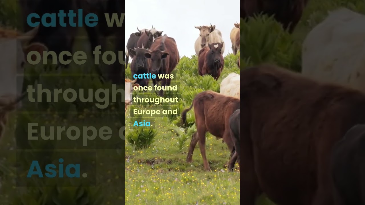 Eurasian aurochs extinct 1600's