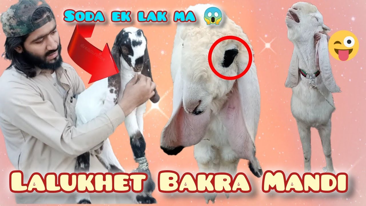 Itni Sasti Qeemat?! 😱🐐 | Lalukhet Bakra Mandi Latest Rates | Aaj Hue Full Bargaining Soday 💥