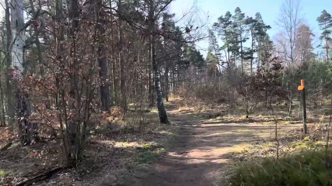 Exploring the Nordic Coastal Forest | 4K Nature Walk