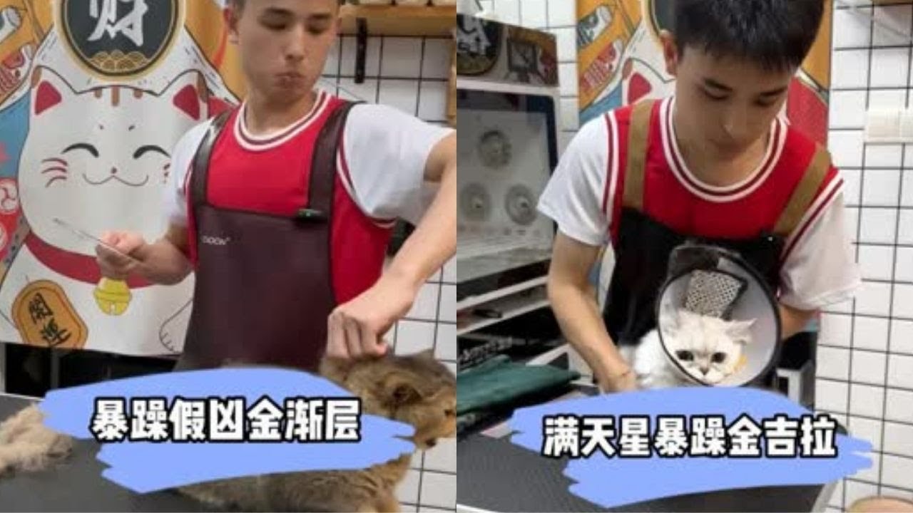 暴躁金渐层洗护 连洗澡都在闹 哄也哄不好 越哄越凶 #貓咪洗澡 #上門洗貓 #寵物 #萌寵 #洗澡 #貓咪 #洗狗