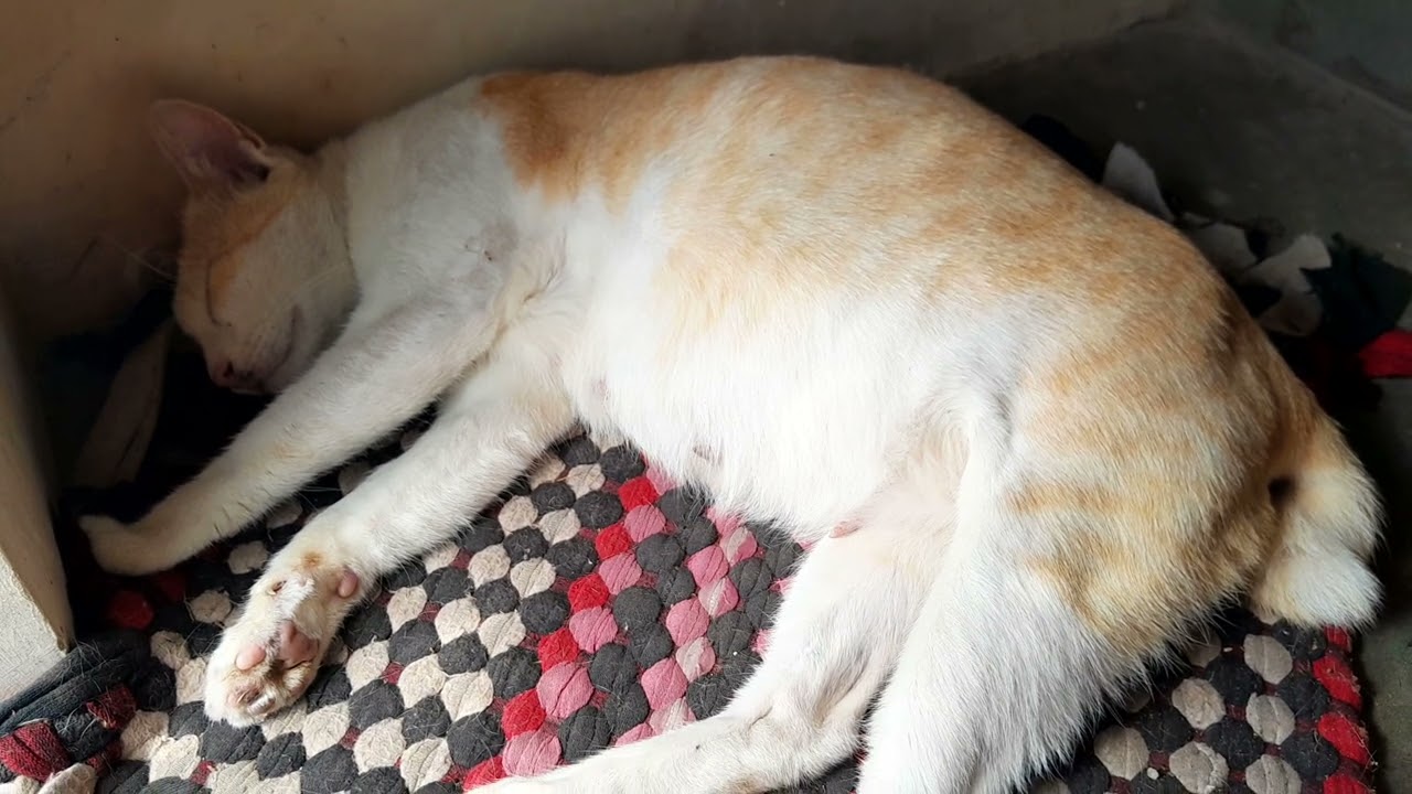 Nearly giving birth today a mom cat is sleeping