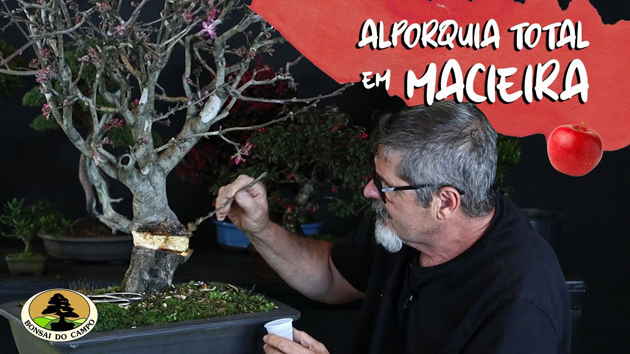 ALPORQUIA TOTAL EM MACIEIRA