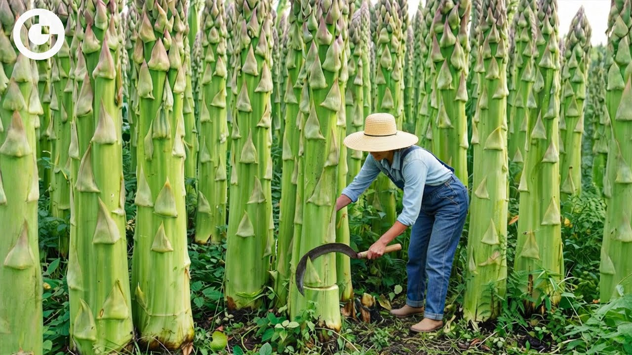 UNBELIEVABLE Asparagus Harvesting: How Millions of Stalks Are Grown & Processed in 24 Hours