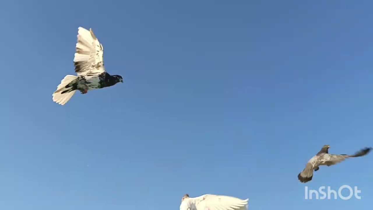خبطت طيور غربه  طشرتها وصدت منها نكول صيد اليوم 2😍
