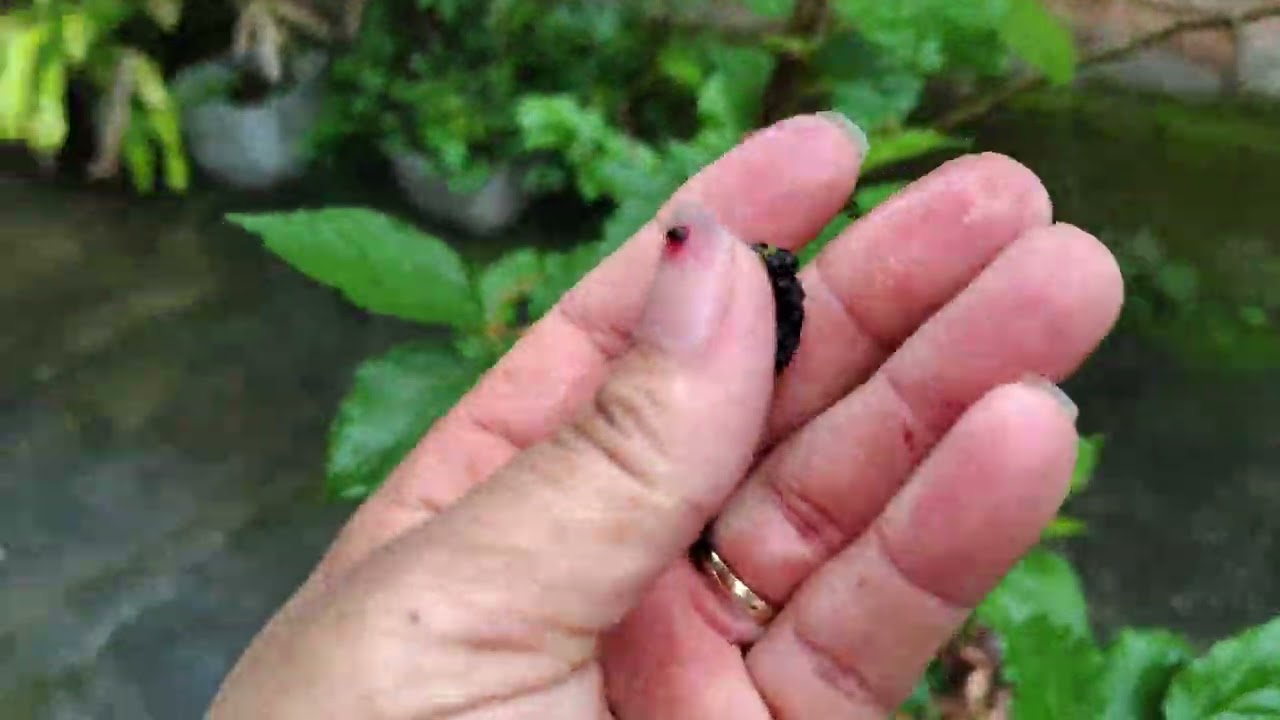 Hoje vamos ver as minhas plantações