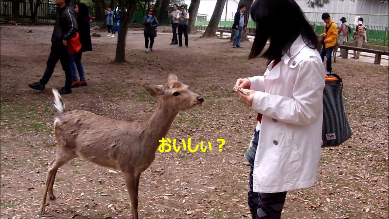 2016奈良公園 のりぴー28鹿に襲われる（笑）
