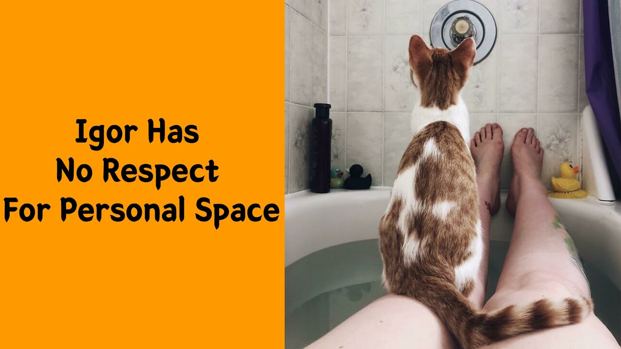 50 Funny Pets Who Know No Boundaries When It Comes To Personal Space - Funny pet
