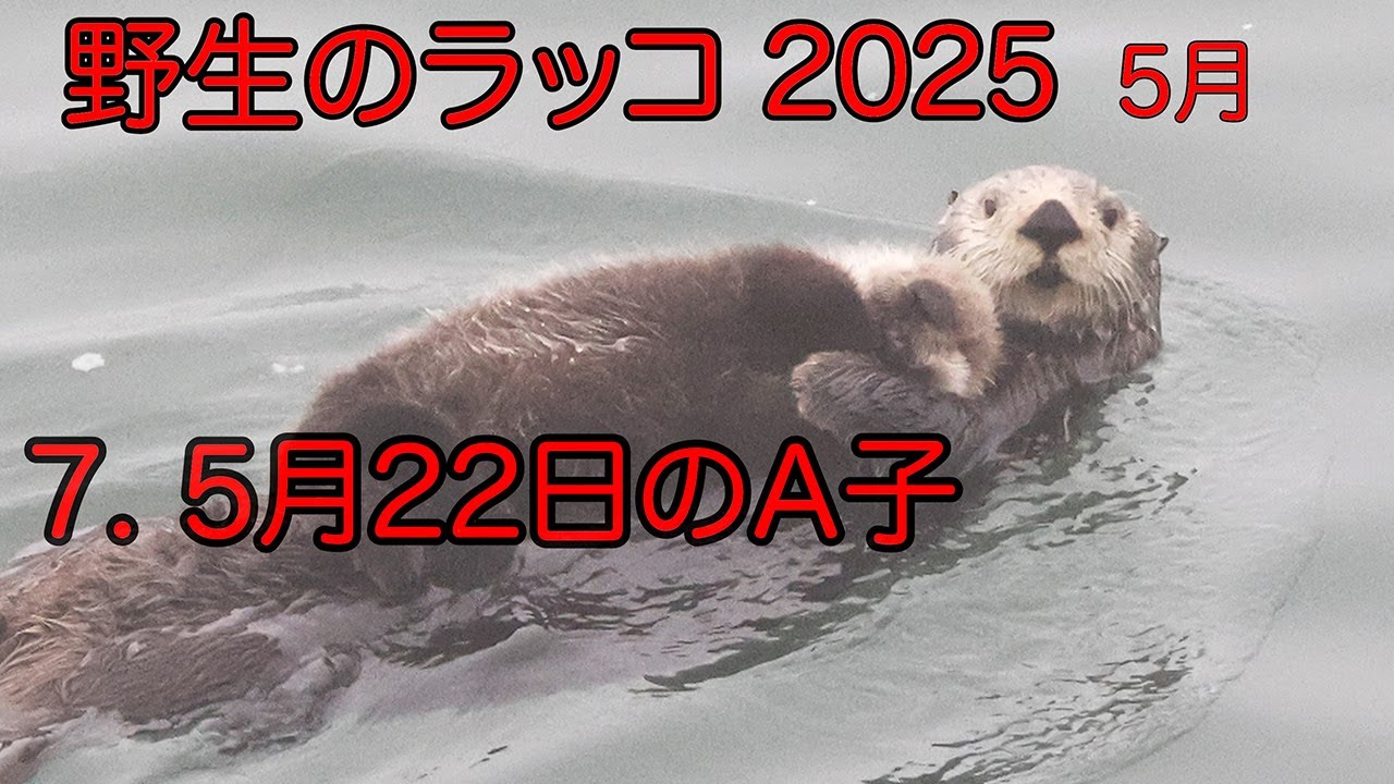 野生のラッコ 2025  7.  5月22日のA子