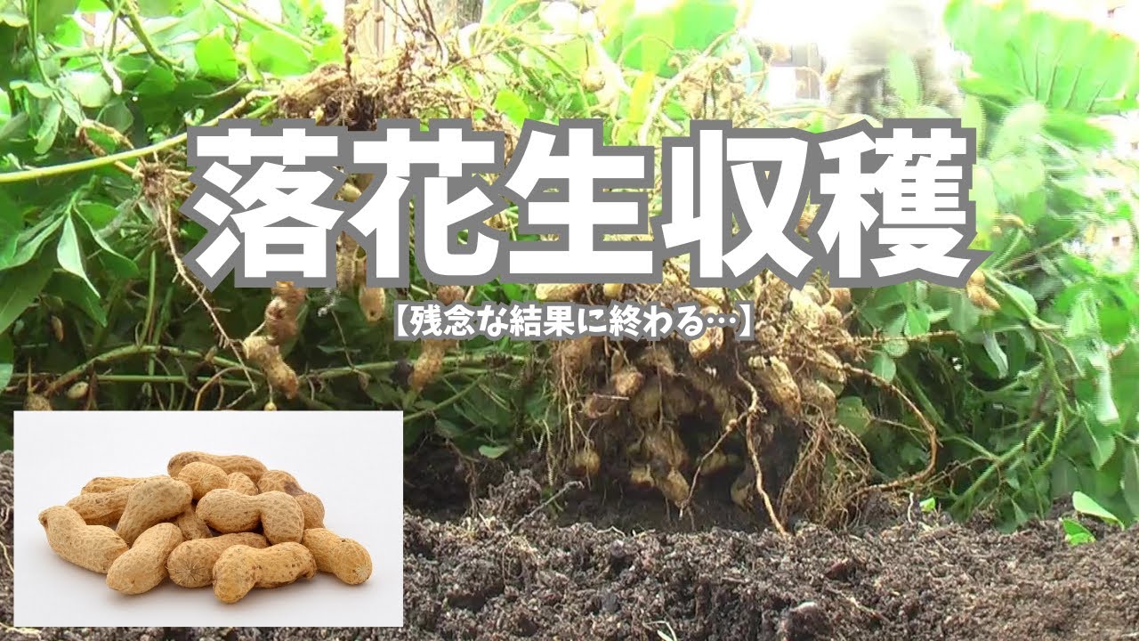 落花生収穫 【残念な結果に終わる…】