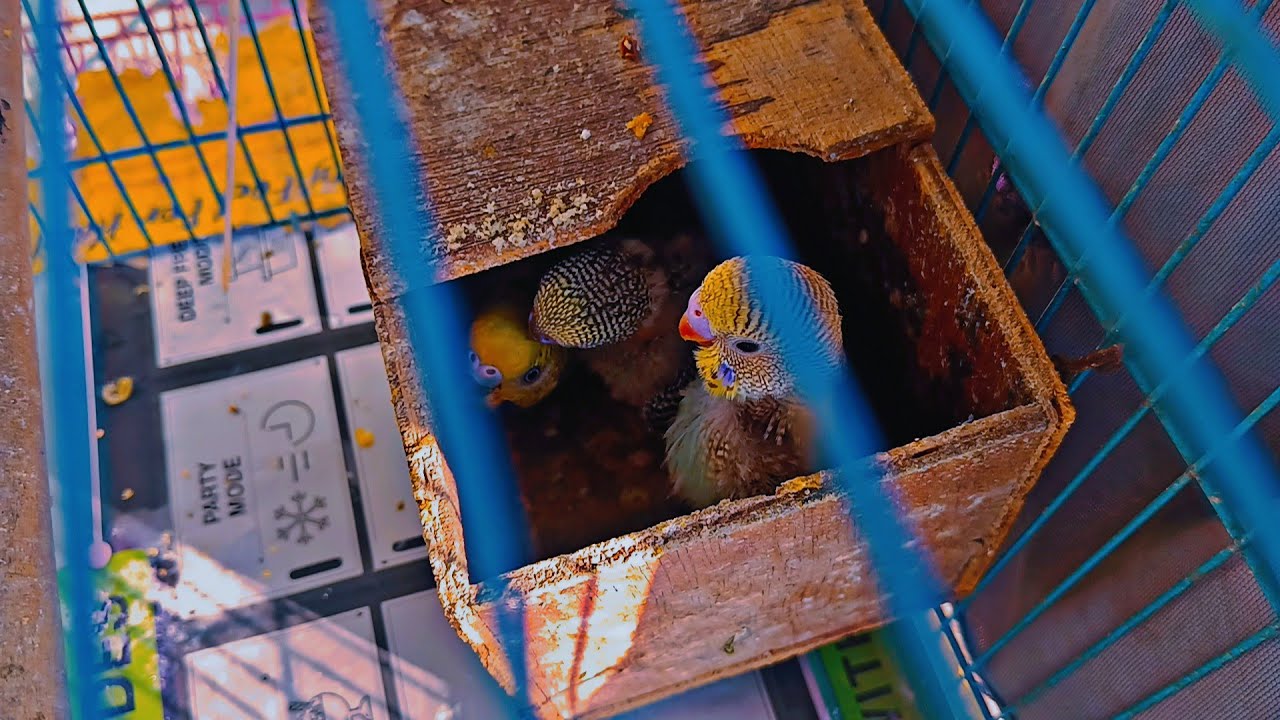 #Vlog-124 || Badgies ke babies 🥰😍 #trending #birds #viral #cute #baby #budgies 
