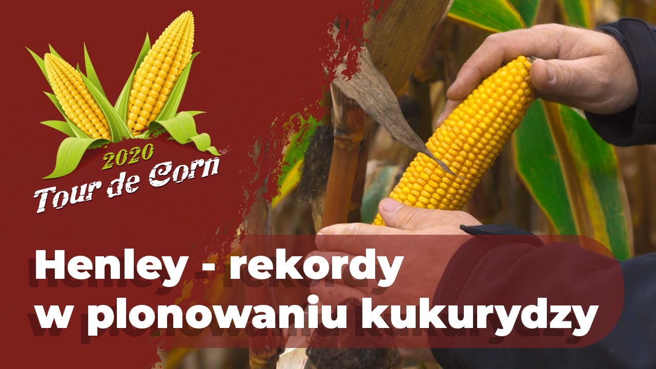 Henley - rekordy w plonowaniu kukurydzy