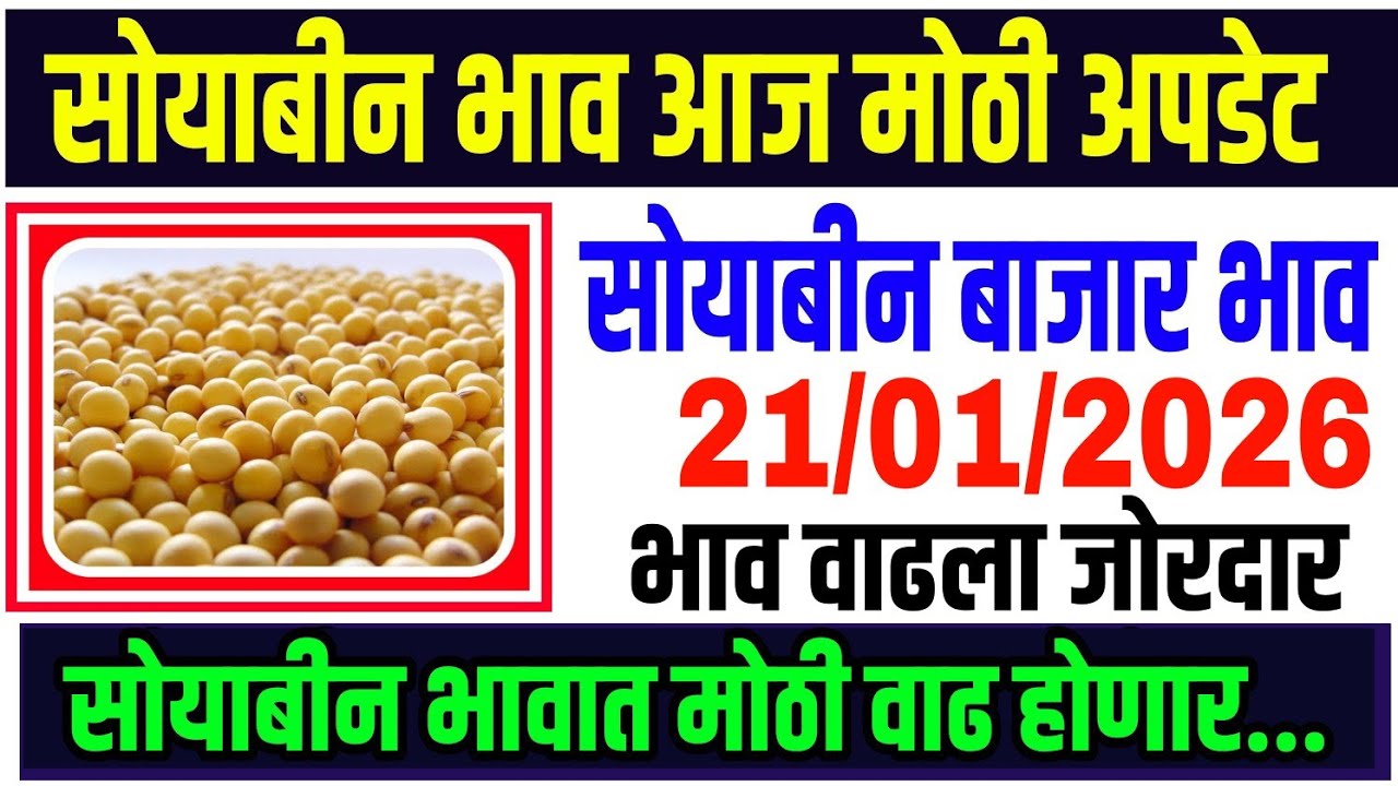 सोयाबीन बाजार भाव 21/01/2026 /Soya teji Mandi report/soyabean bhazar bhav today/भावात प्रचंड तेजी..