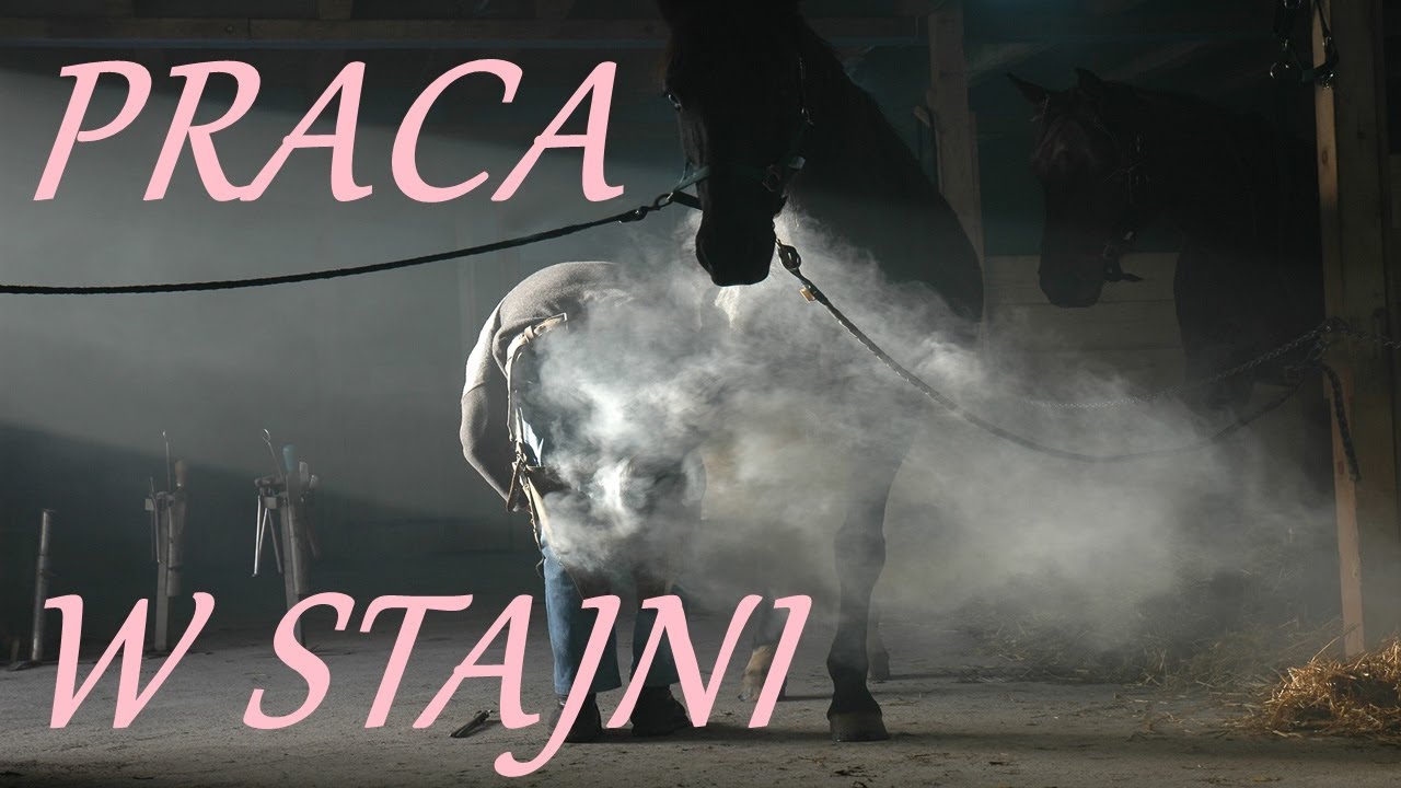 Zawody związane ze stajnią