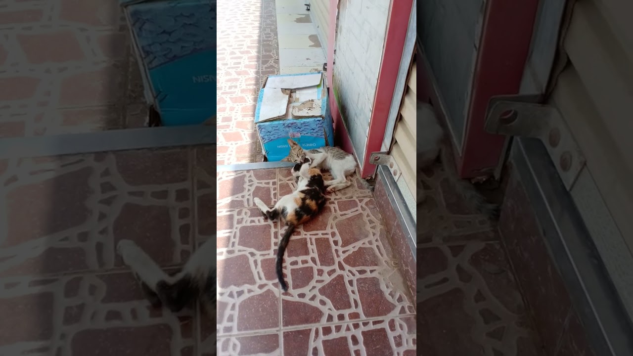 New Video of Funny Kittens On YouTube