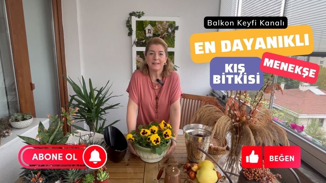 En Dayanıklı Kış Bitkisi Menekşe