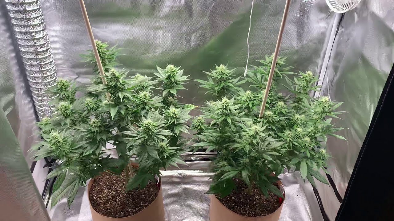 Dosidos and Blue Magoo x SSH Day 30