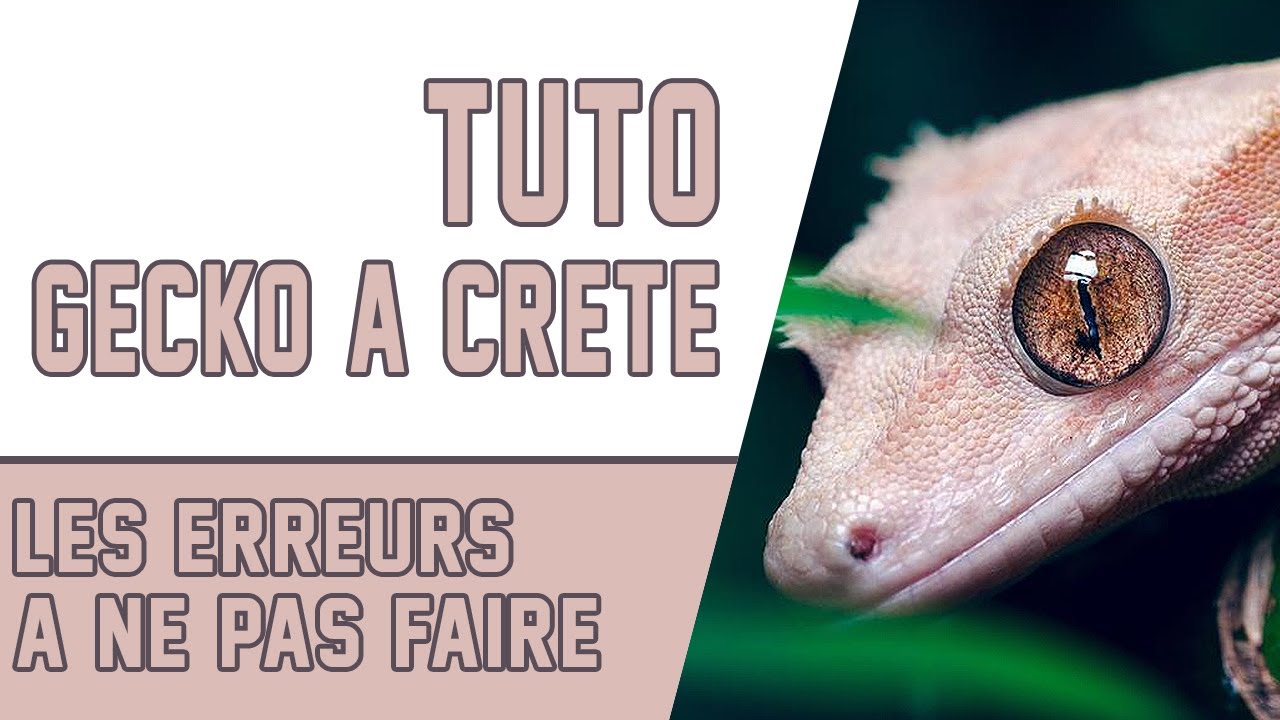 GECKO A CRÊTE / Tuto Gecko, les erreurs à ne pas faire ! Semaine Conseils 2/7 -   EUBLEPHARIS