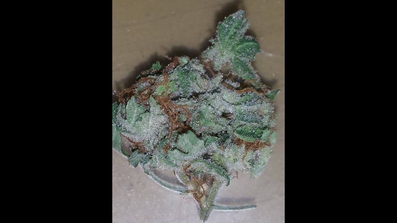 Critical Kush by Holistic Remedies