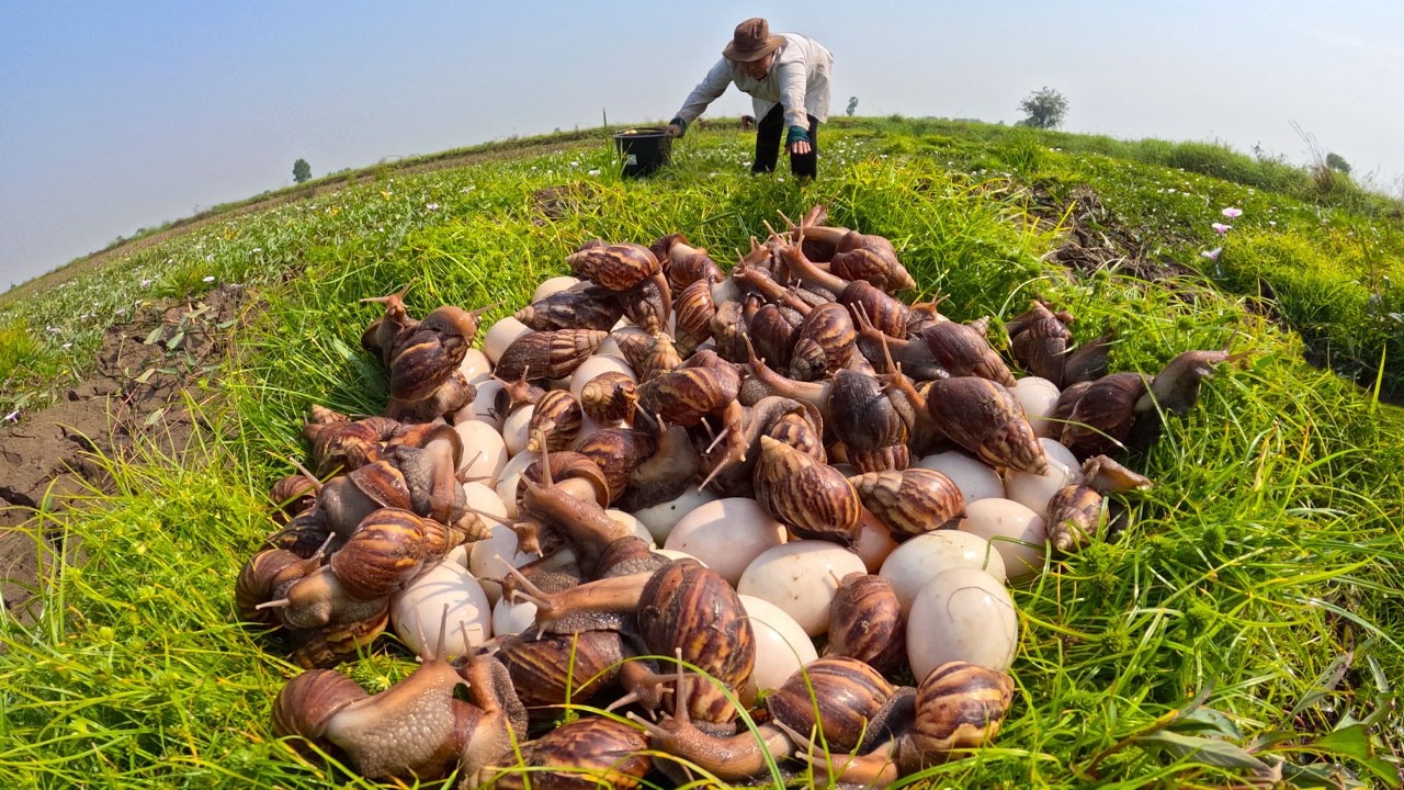 I Found Thousands of Giant Snails and Eggs in the Field!