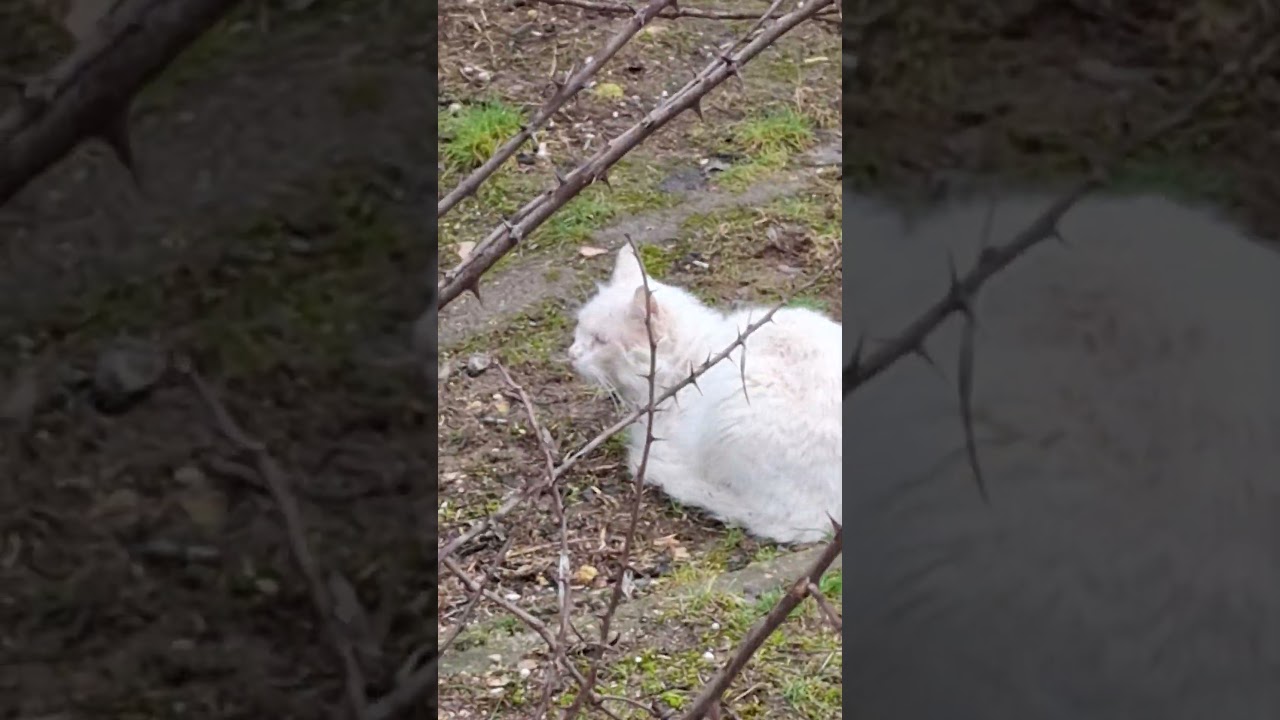ждут выход невесты🤩