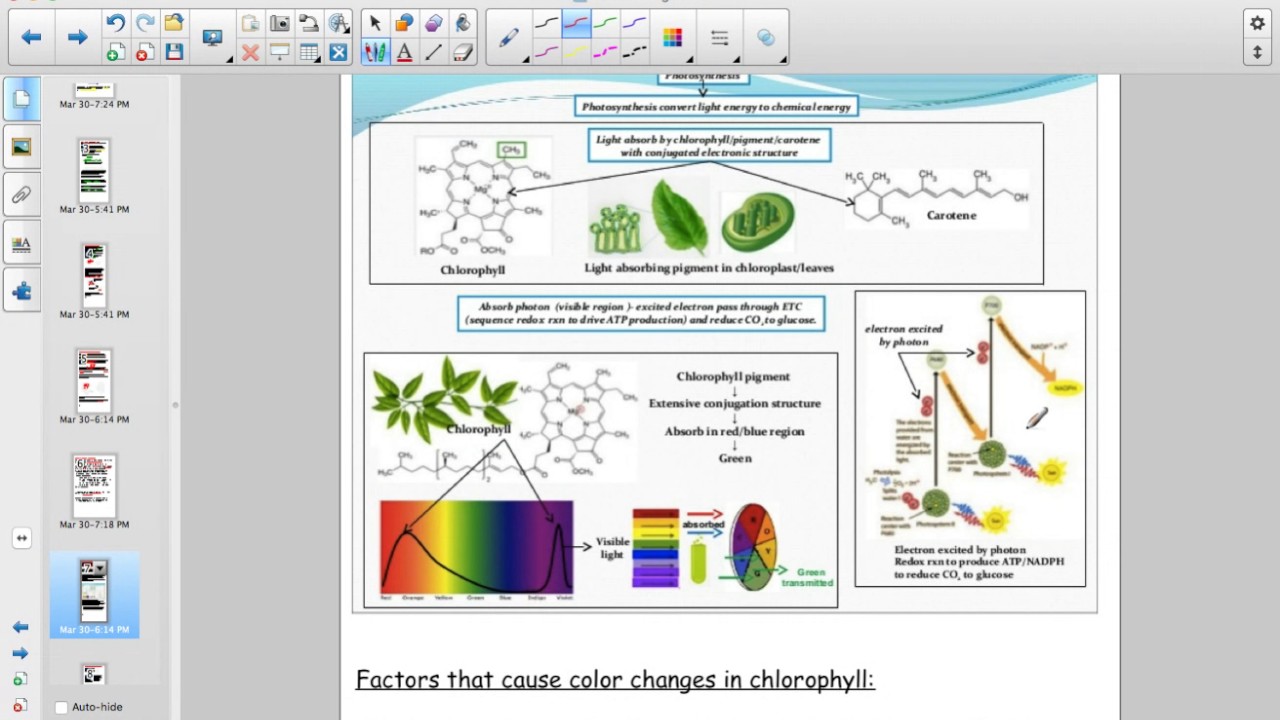 Pigments   Porphyrins   Cytochromes, Chlorophyll and Heme