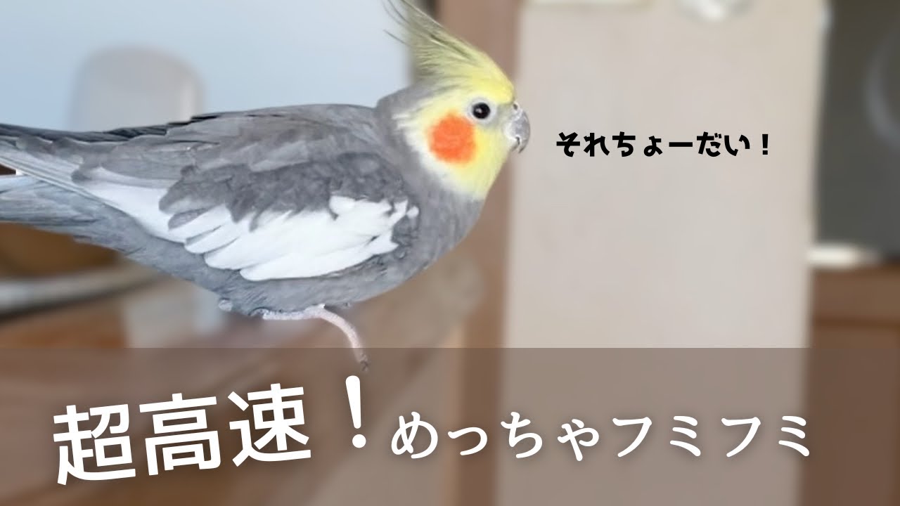 バッグの中が気になり高速フミフミしちゃうオカメインコが可愛すぎた The cockatiel stamping its feet is so cute.