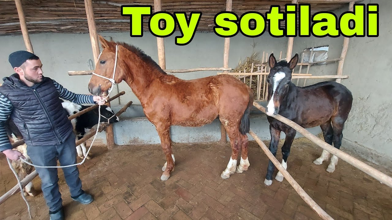 Toy sotiladi ☎️+998911387767 | Ot sotiladi