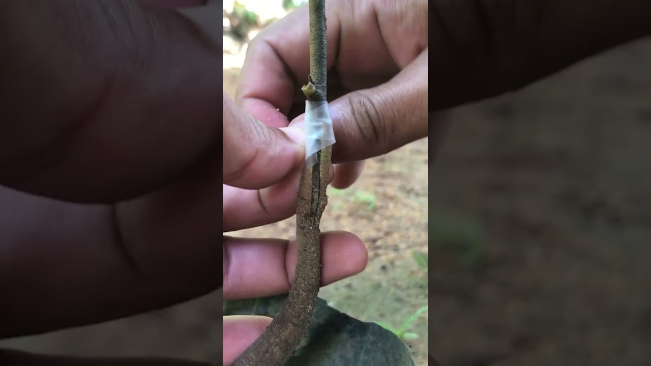 Durian Tree Grafting EP110 #grafting#durian