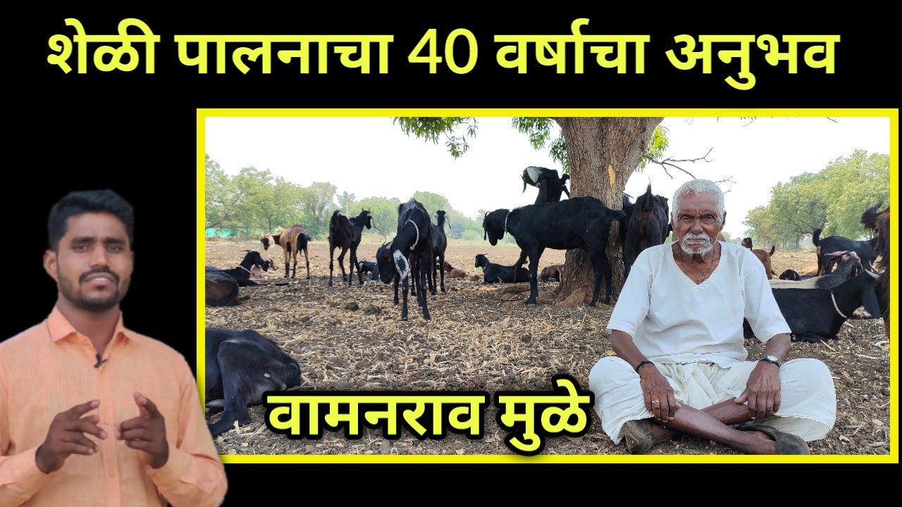 वामनराव मुळे यांचं गावरान शेळीपालन | 40 वर्षाचा शेळी पालनाचा अनुभव.  #Shelipalan #शेळीपालन