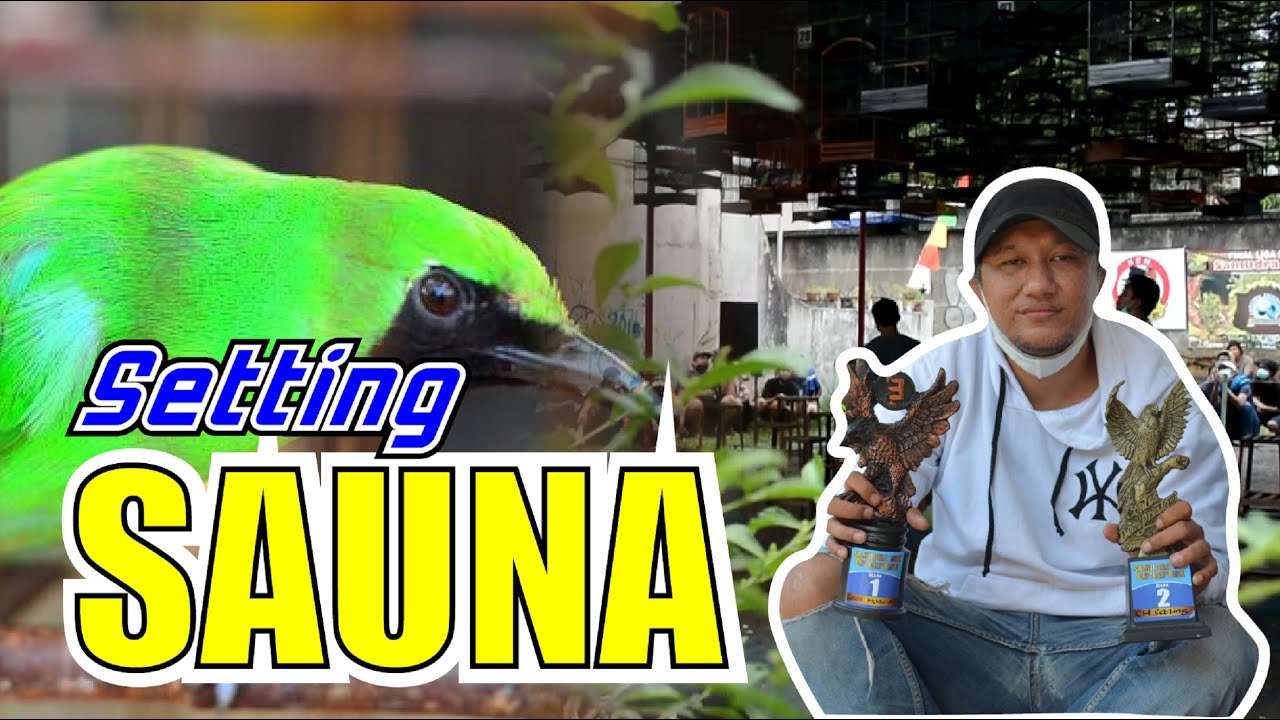 CUCAK IJO SETTINGAN SAUNA JEMUR SAUNA UNTUK CUCAK IJO MANFAAT SAUNA BUAT IJO by HoBi ID