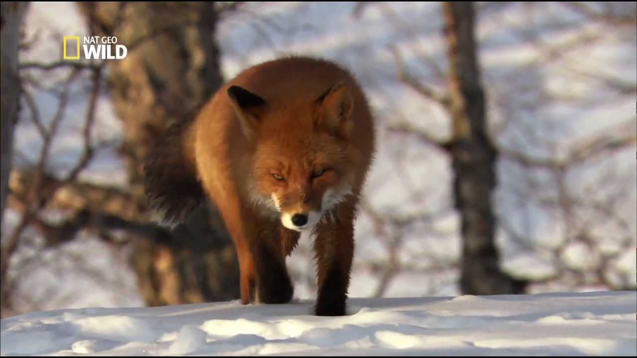 Le renard roux