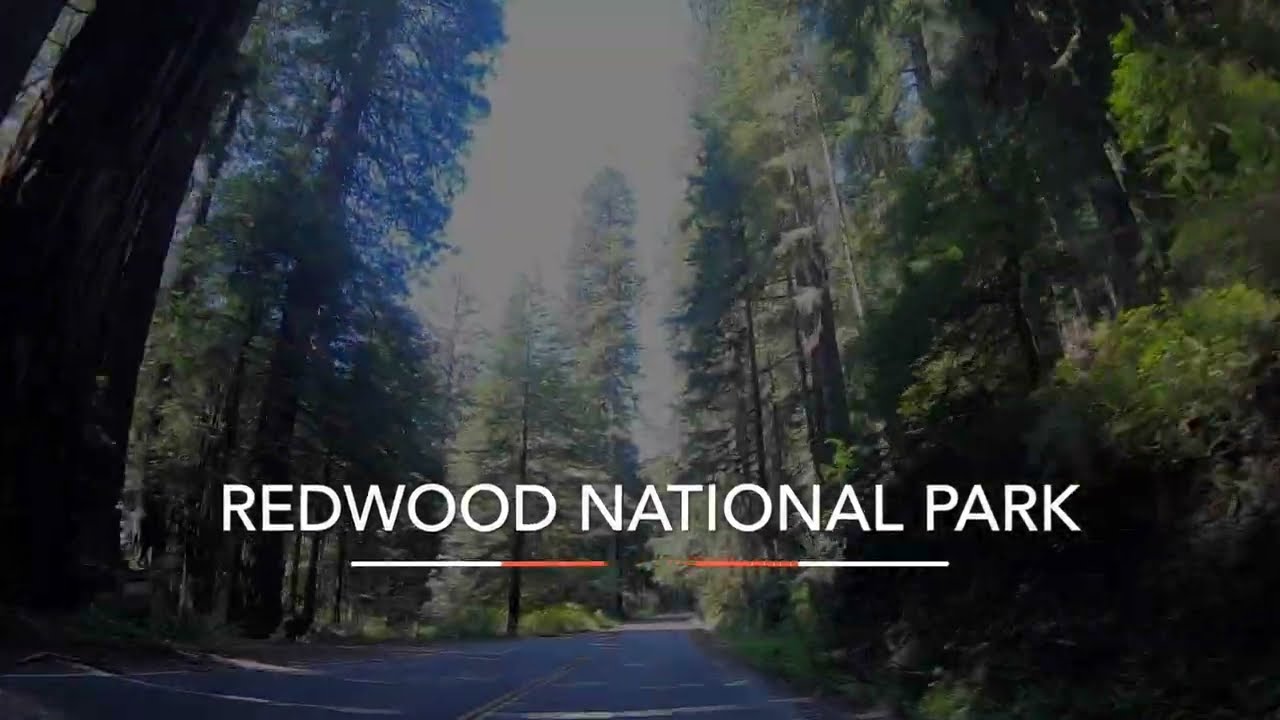 Driving Through Prairie Creek Redwoods State Park