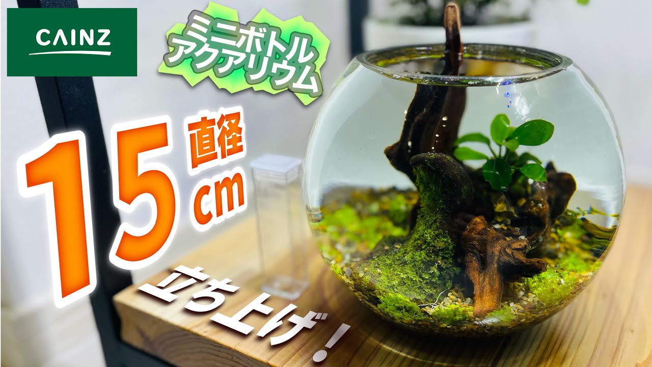 【ミニ水槽】ボトルアクア立ち上げ！カインズの400円ボトル！#アクアリウム #おうち時間 #aquarium #熱帯魚#苔
