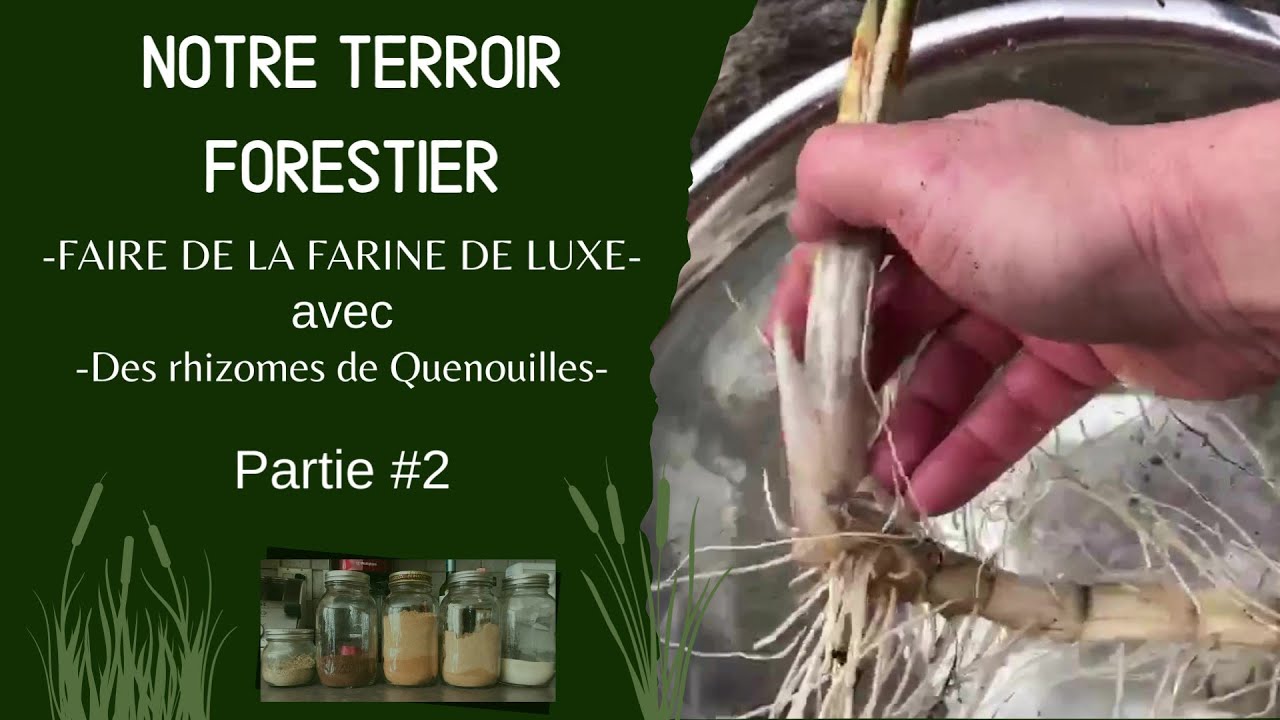 FARINE DE RHIZOMES DE QUENOUILLES - CUEILLETTE ET TRANSFORMATION
