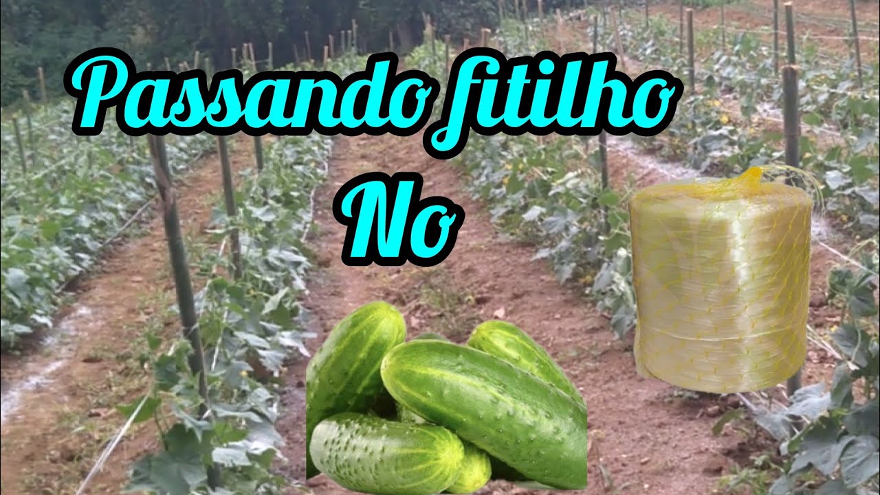 passando fitilho na cultura do pepino caipira!!@quinahortavoceaprende