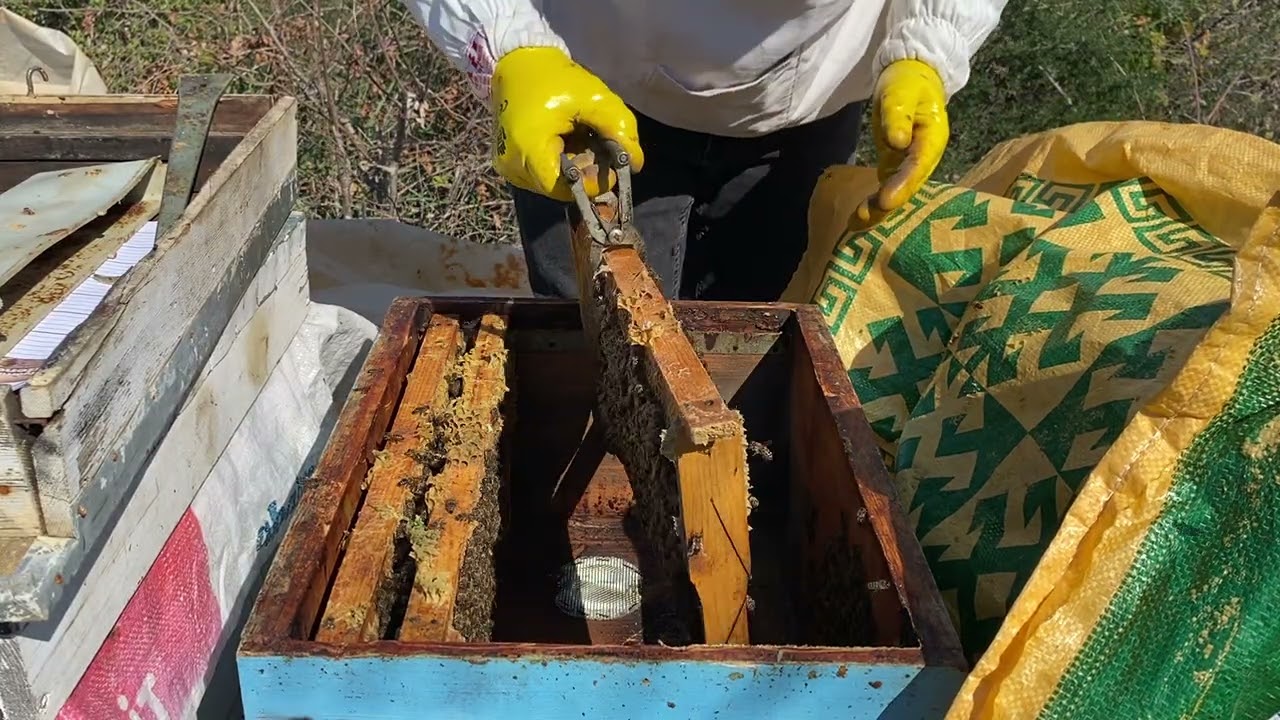 Bu ana arı 9 yaşında! Kovan hala ayakta..
